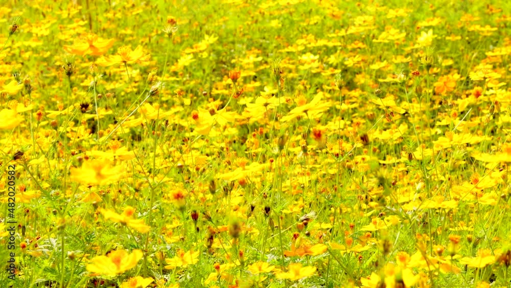 Many of orange and yellow cosmos flower blooming in field. Many of orange and yellow cosmos flower blooming in field.