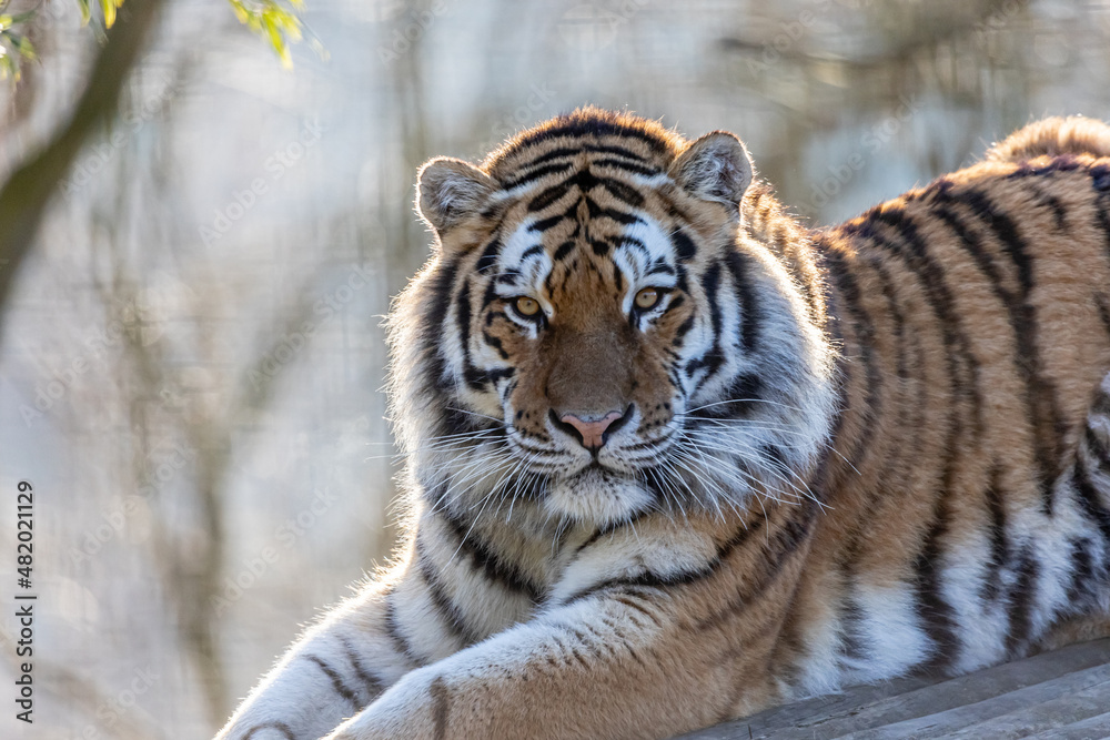 tiger on a platform tiger on a platform