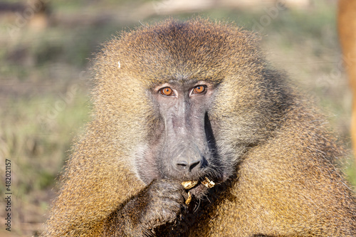baboon sitting in the sun