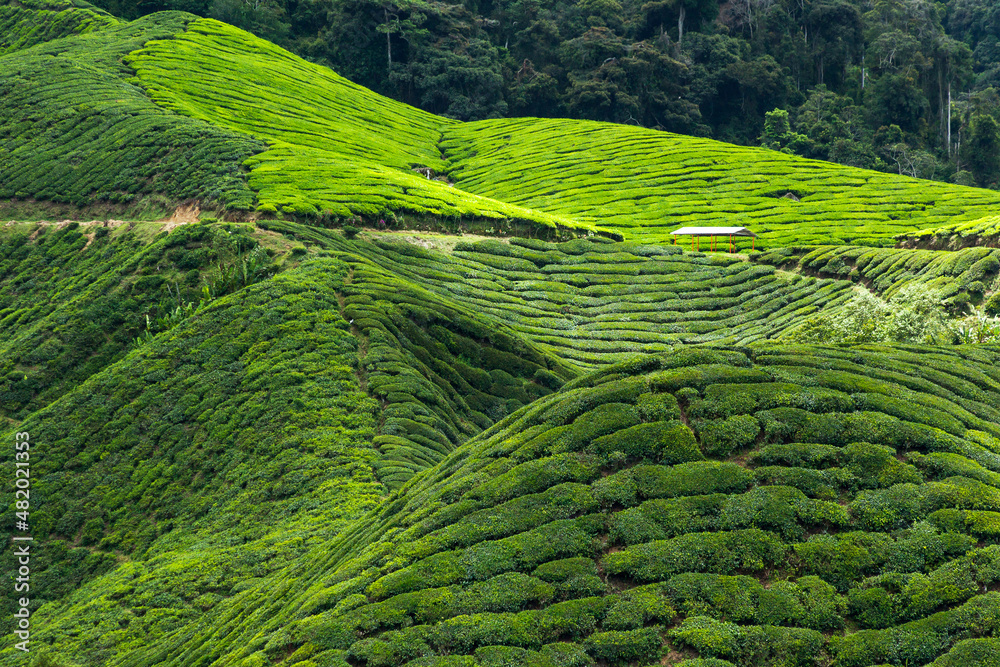 Malaysian tea plantations, Cameron Highlands