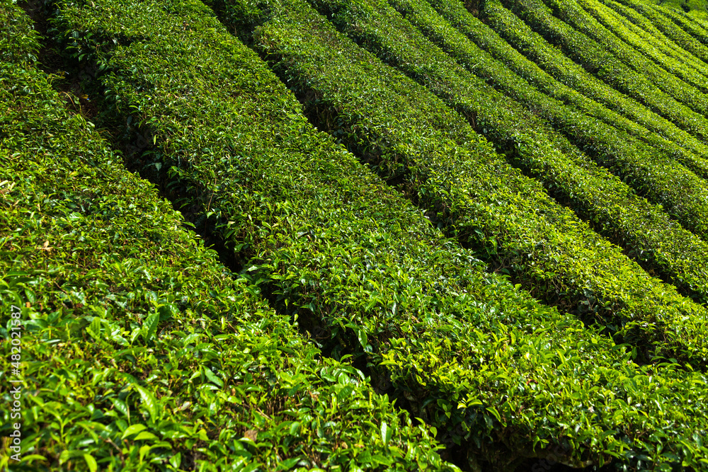 Tea leaves on a bush at Cameron Highlands