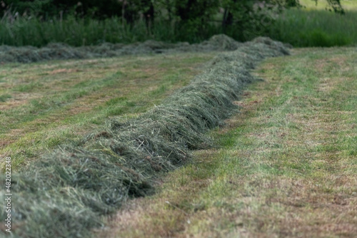 Hay mowed, ruffled and drying in the field. Summer season in the countryside.