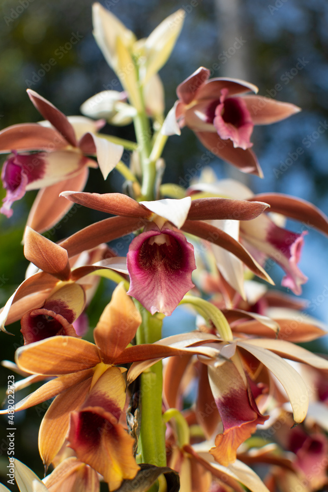 Obraz premium Phaius tankervilleae (Banks) - Blume Orchidaceae - Orchid