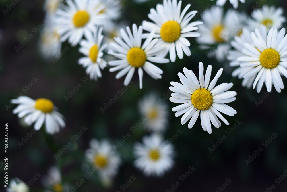 Fototapeta premium Beautiful chamomile bloom in the garden