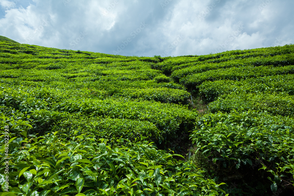 The path through tea plantation The path through tea plantation