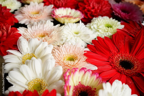 Colorful red and white flower floating on water -                                          