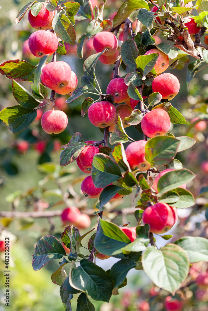 Lots of ripe red apples on a tree branch in the orchard. Apple harvest, vertical