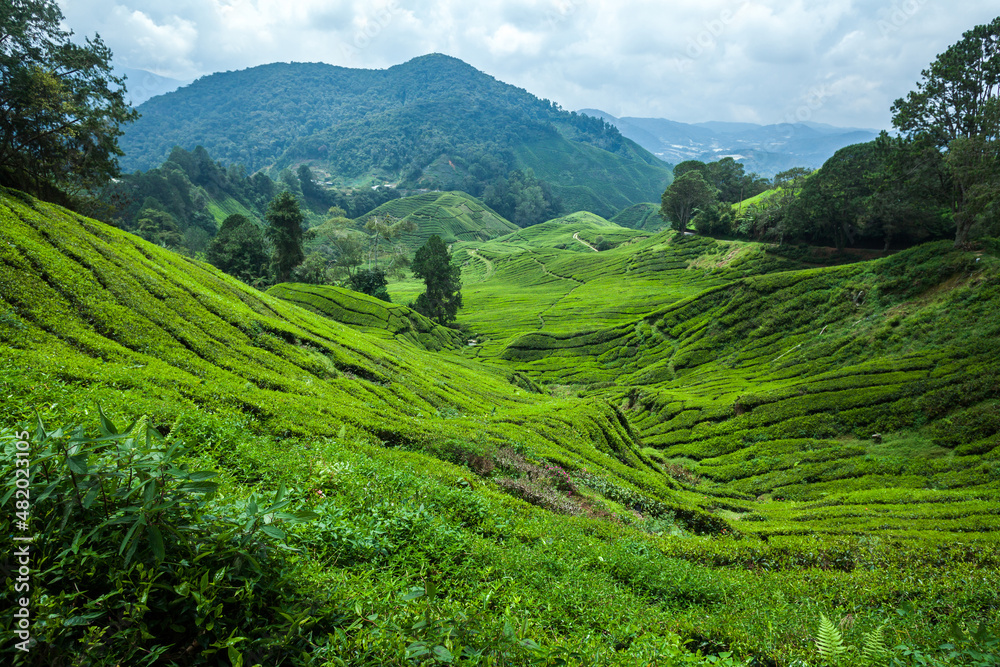 Tea plantation landscape in Cameron Highlands, Malaysia