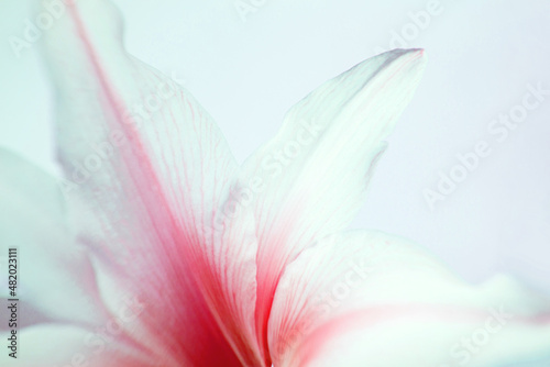 Abstract white floral background  soft focus. White petals with red veins on a light background  close-up  selective focus.