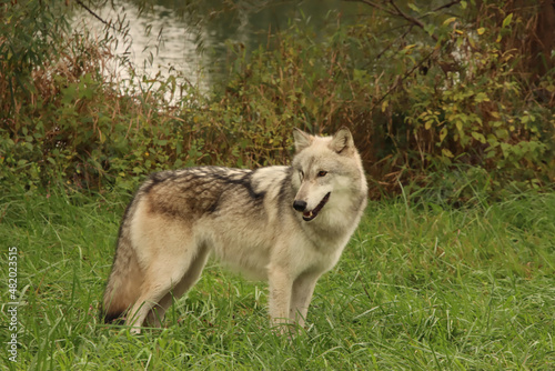 Female Wolf