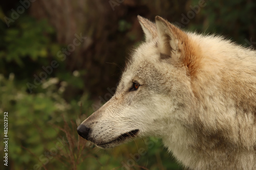 Intense Wolf Close Up