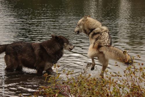 Jumping Out of the Water