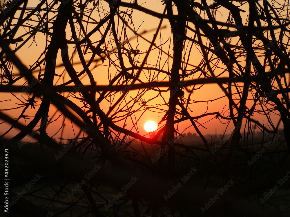 Leaves and branches of an old big tree silhouette at sunset Leaves and branches of an old big tree silhouette at sunset