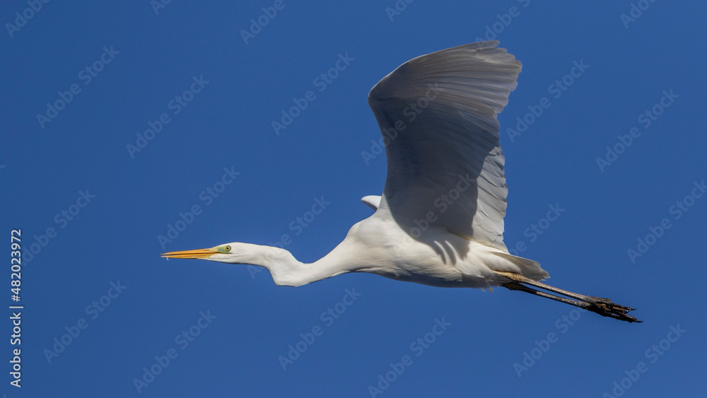 Obraz premium Silberreiher (Casmerodius albus)