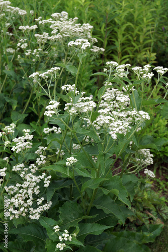 The native perennial wildflower commonly known as wild quinine or American feverfew (Parthenium integrifolium)