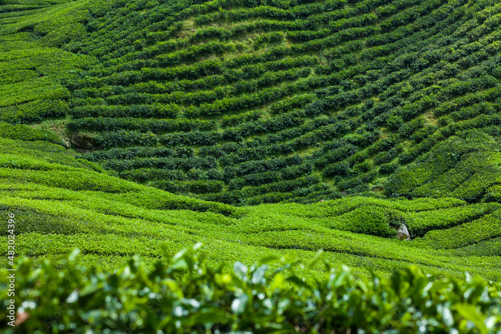 Lush green landscape of tea plantation
