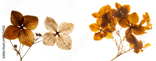 dry flowers hydrangea close up in the detail isolated on a white background