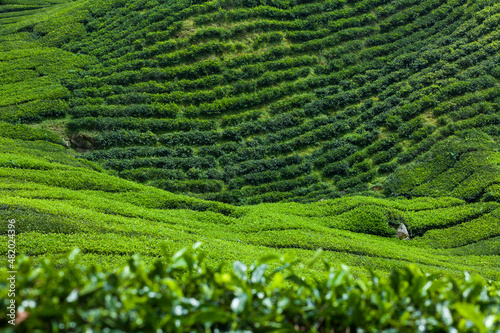 Lush green landscape of tea plantation