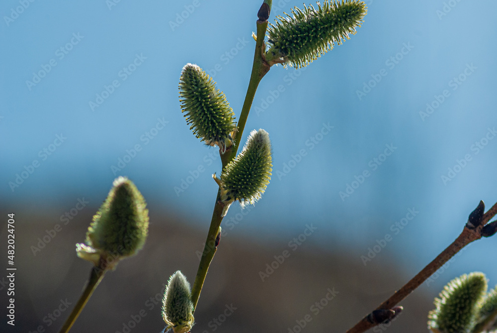Willow buds against the sky. Fluffy buds on branches on a blue blurred backgroundHigh quality photo Willow buds against the sky. Fluffy buds on branches on a blue blurred backgroundHigh quality photo