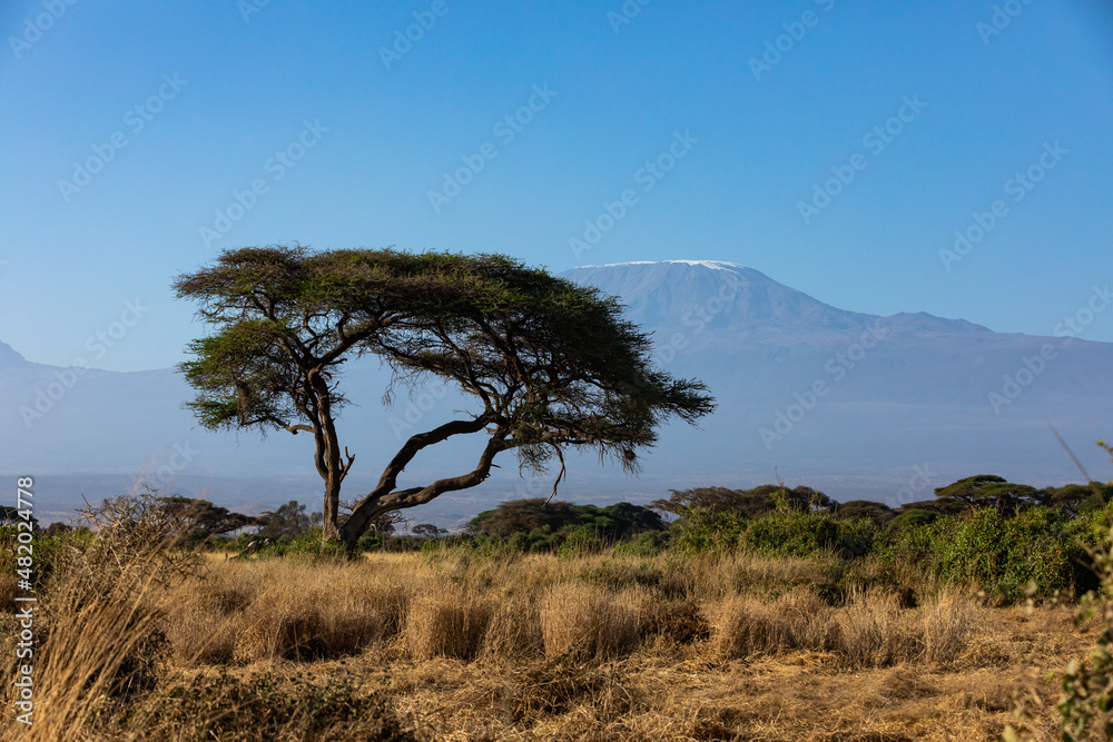 Obraz premium KENYA - AUGUST 16, 2018: Mt Kilimanjaro in Amboseli National Park