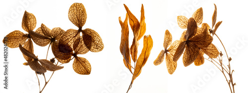 dry flowers hydrangea close up in the detail isolated on a white background