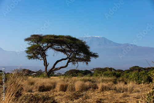 KENYA - AUGUST 16, 2018: Mt Kilimanjaro in Amboseli National Park