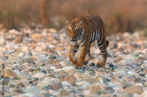 A tigress walks on white stone riverbed of Ramganga on a winter morning at Corbett National Park  Uttarakhand  India.