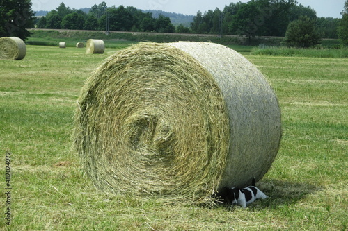 bale of hay, jack russel terrier in shadow