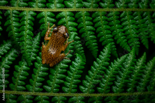 Top angle portrait of Uthaman's reed bush frog on fern leaves under diffused lighting. photo