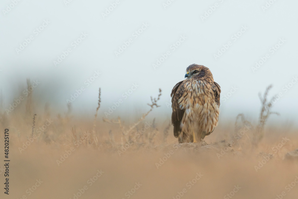Ground level portrait of a Montagu`s harrier at Little Rann of Kutch, Gujarat, India with foreground blur - obrazy, fototapety, plakaty 