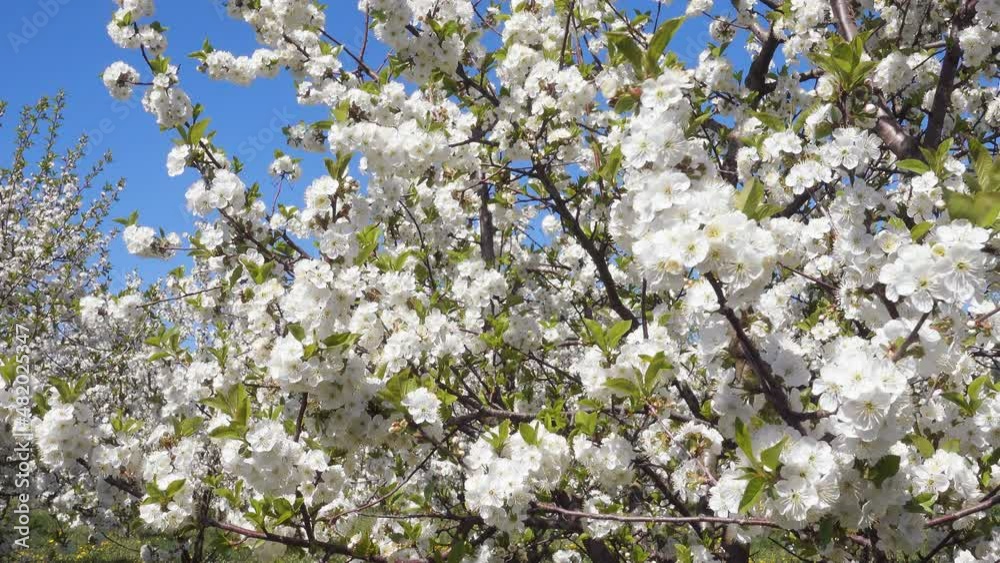 Splendid cherry blossom in sunlight against blue sky.