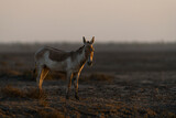 Portrait of an Indian wild ass in dramatic lighting