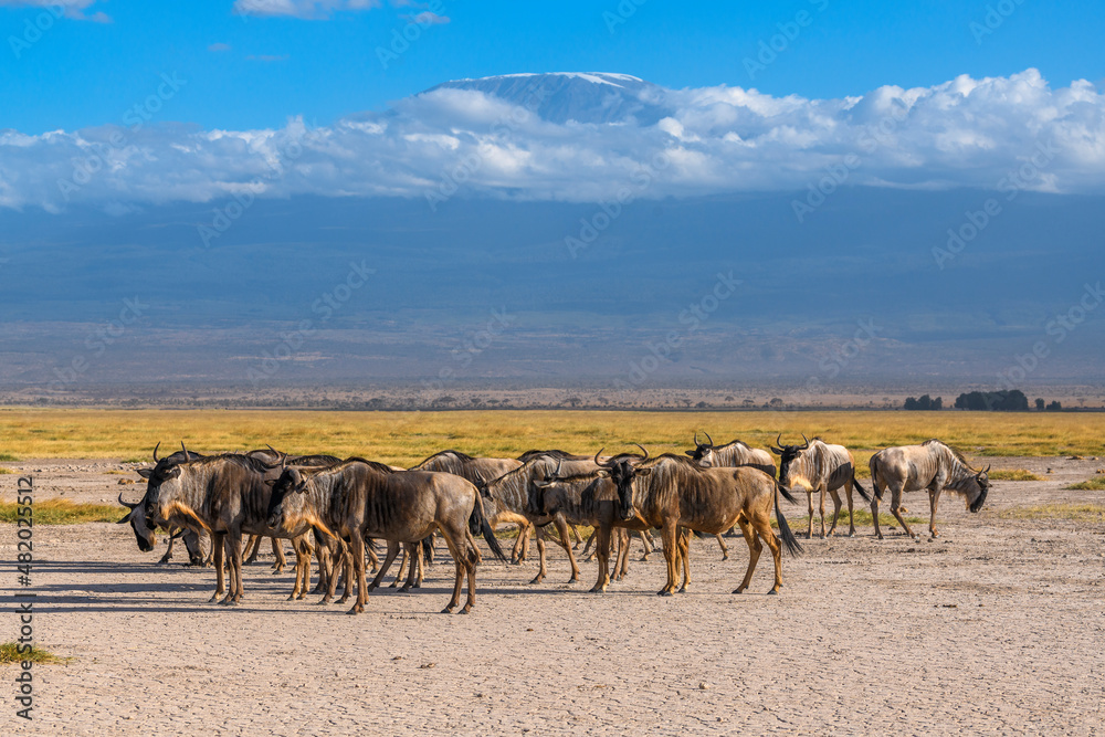 Wildebeest herd against the backdrop of Kilimanjaro at Amboseli National Park, Kenya