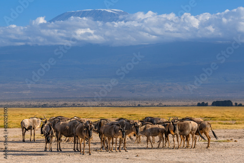 Wildebeest herd against the backdrop of Kilimanjaro at Amboseli National Park  Kenya