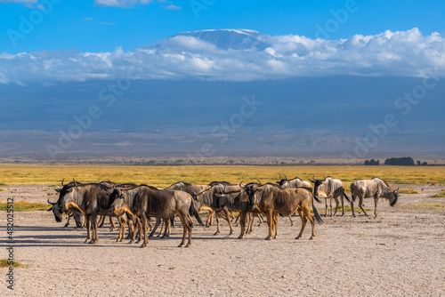 Wildebeest herd against the backdrop of Kilimanjaro at Amboseli National Park, Kenya photo