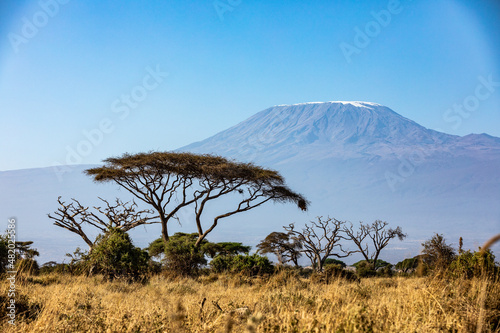 KENYA - AUGUST 16, 2018: Mt Kilimanjaro behind acacia in Amboseli National Park photo