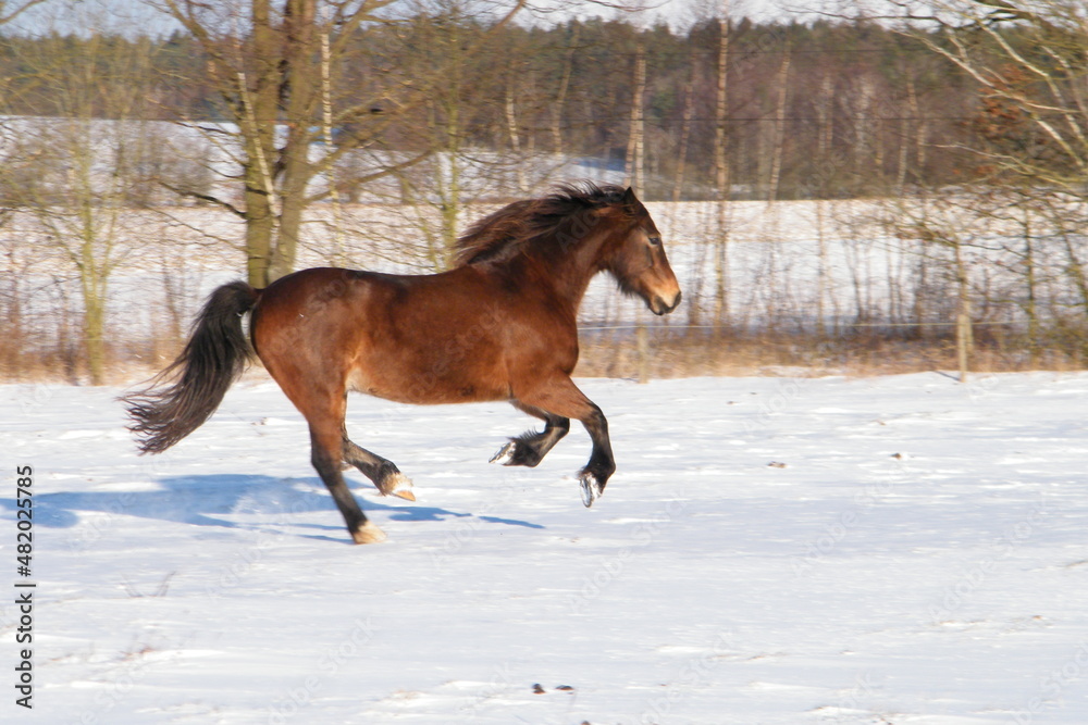 welsh cob in the snow, horse in the snow welsh cob in the snow, horse in the snow