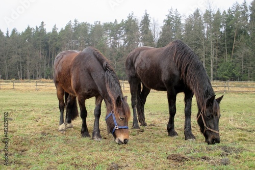 two horses in winter, winter coat, hairy © Irena