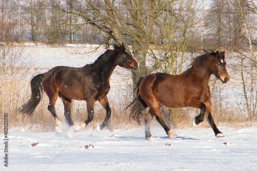 horses in the field in the winter, snow