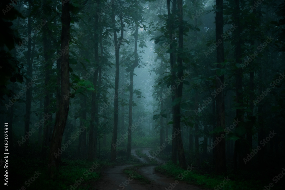 Obraz premium Misty Sal forests on a monsoon morning at Khursapar range, Pench National Park, India