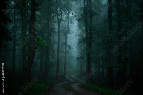 Misty Sal forests on a monsoon morning at Khursapar range, Pench National Park, India © Soumabrata Moulick