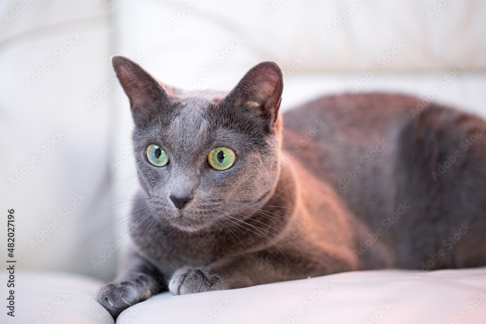 Russian blue cat lies on floor and looking.