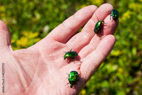 Flower beetle - Cetoniinae. photo