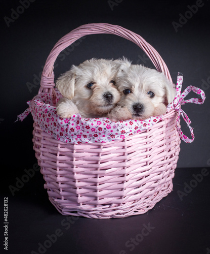 Very cute maltese terrier p...