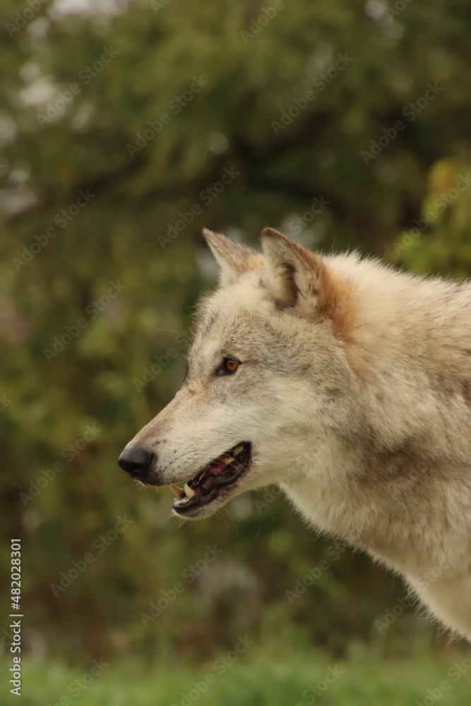 Profile of a White Wolf
