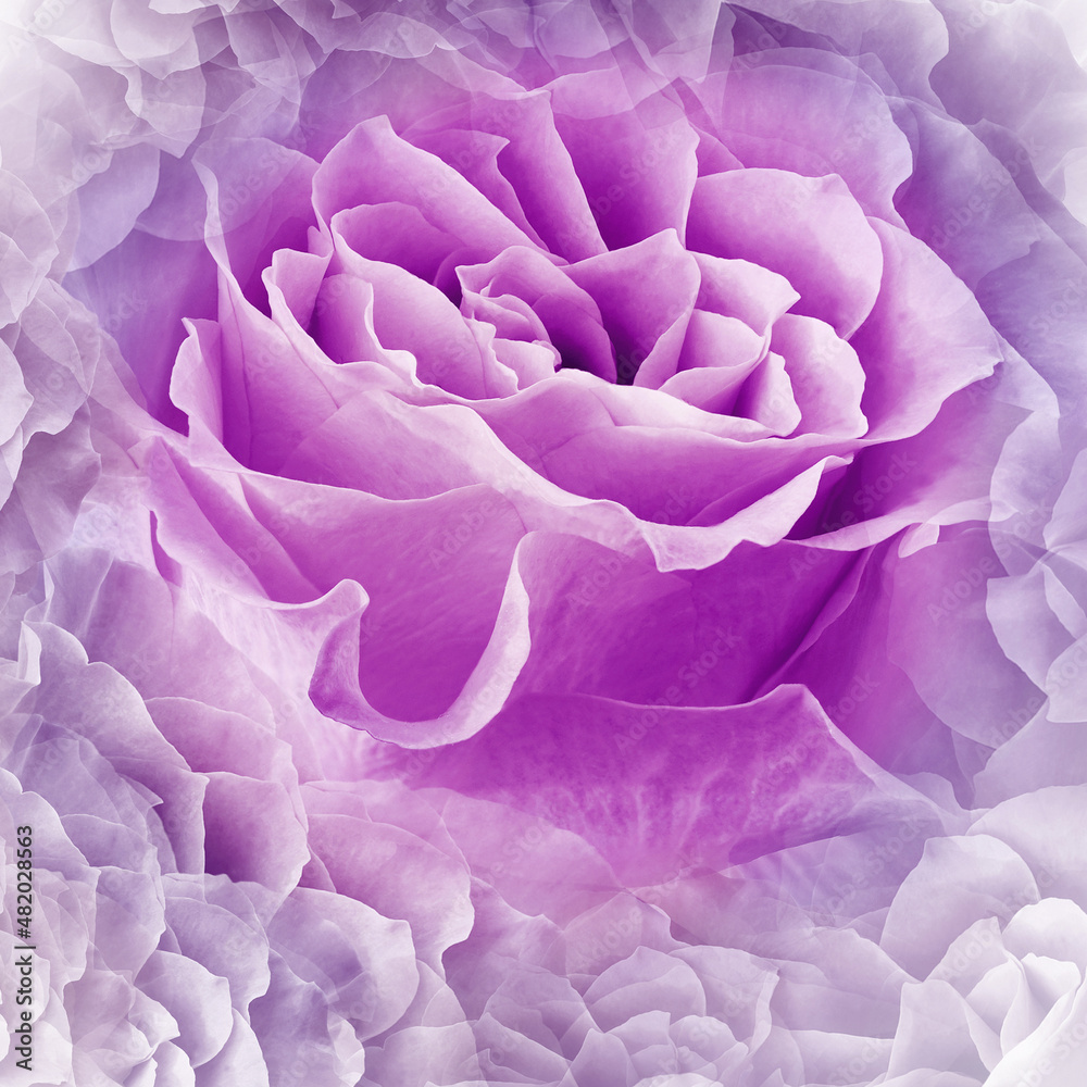 Flower  piink rose.  Floral background. Close-up. Nature..