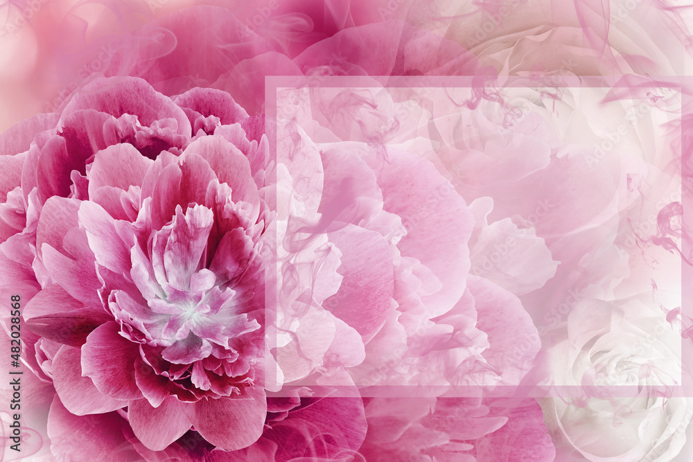 Greeting card. Floral spring  pink-purple   background. Flowers and petals of rose and peony. Close-up. Nature.