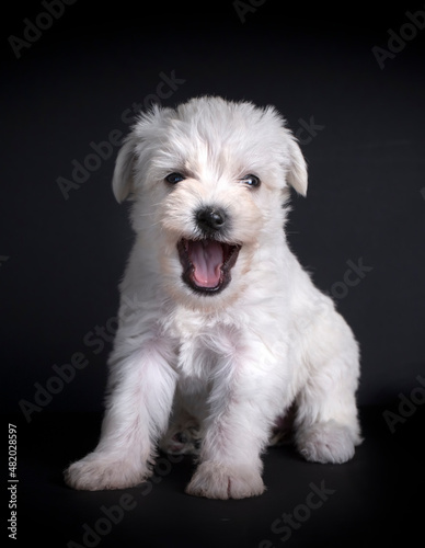 Very cute maltese terrier p...