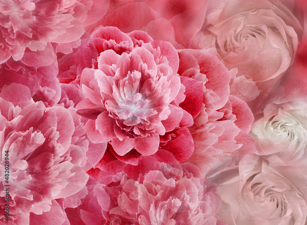 Floral spring  red  background. Flowers and petals of rose and peony. Close-up. Nature.