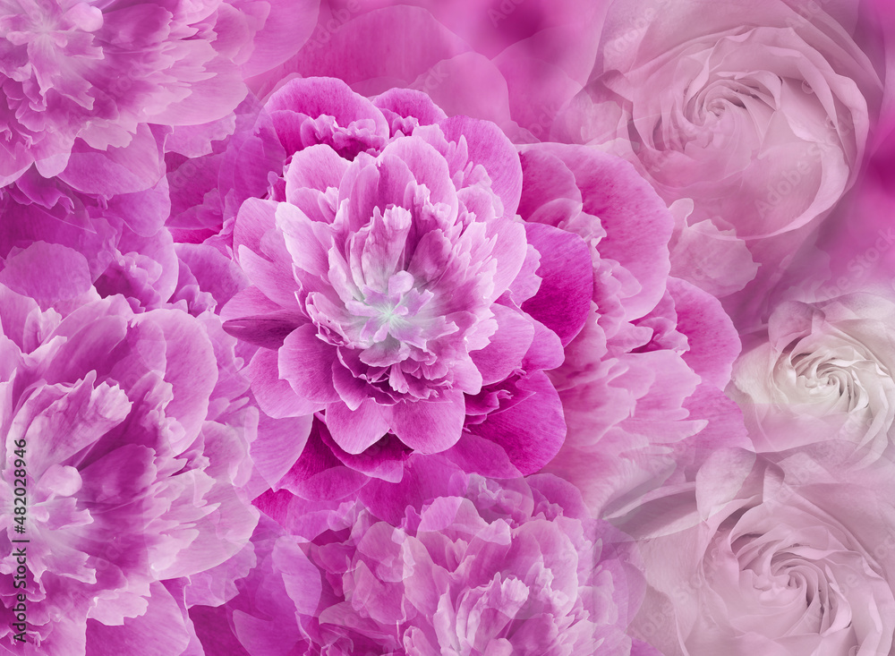 Floral spring  pink background. Flowers and petals of rose and peony. Close-up. Nature.